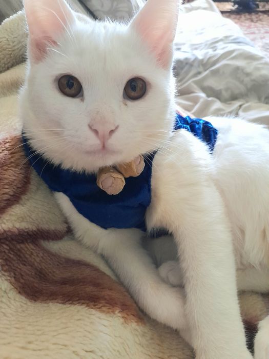 Отдам даром кота Барсик