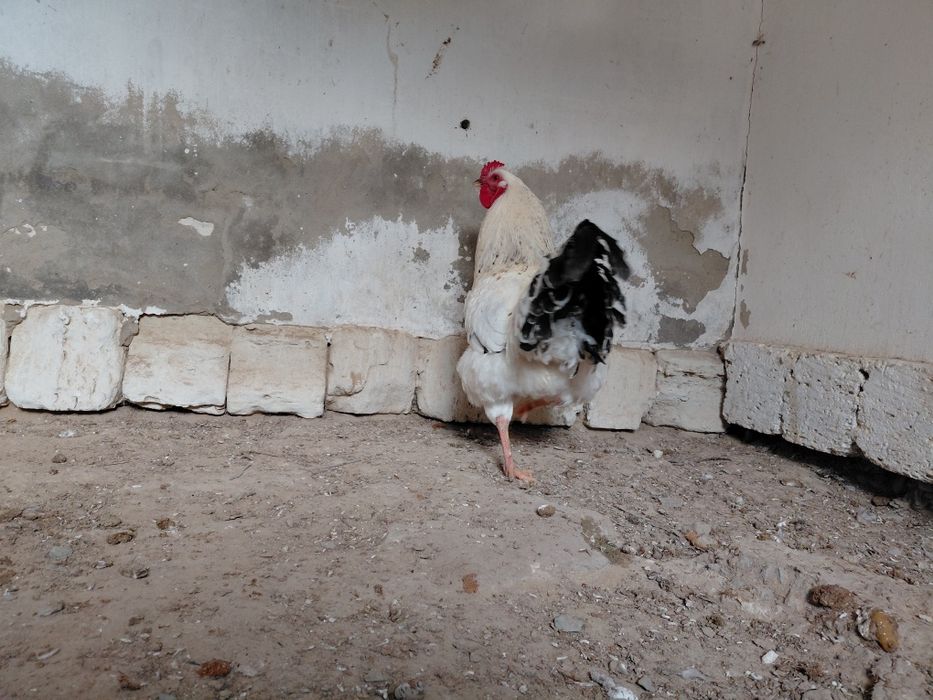 Атеш сатылады!!!