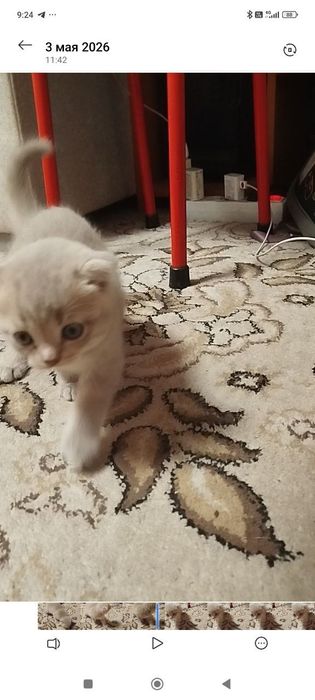 Котята фолды и страйт