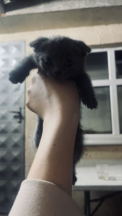 Шотландский вислоухий