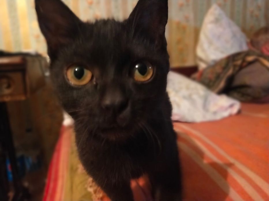 Отдам котят в хорошие руки