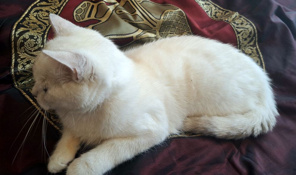 Котенца шотландски/британски