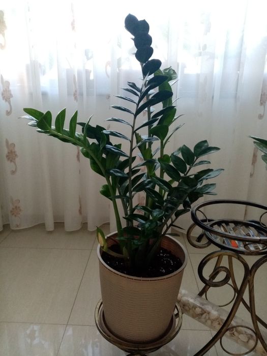 Vând flori superbe Zamioculcas