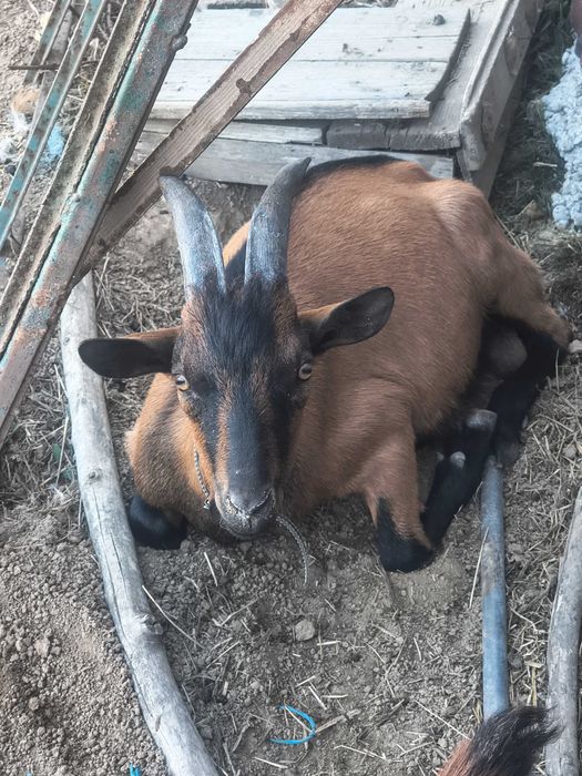 Iezi alpin francez de vânzăre
