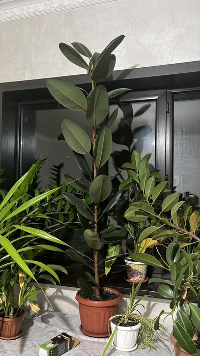 Продам фикусы Бенджамина