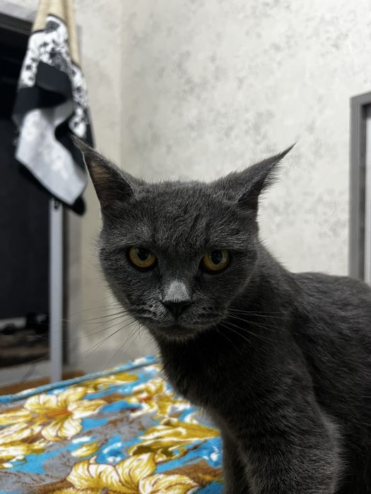 Shatlanskiy strayt mushuk