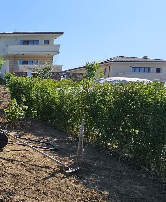 Vand  gard viu lemn cainesc matur 1m