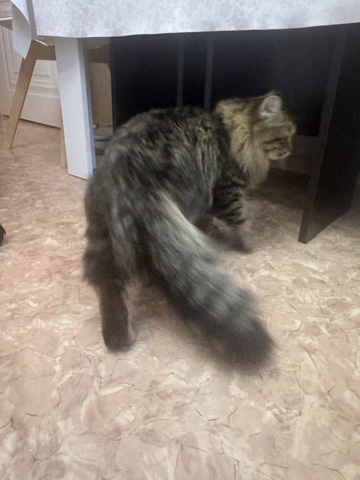 Кошка домашнее животное