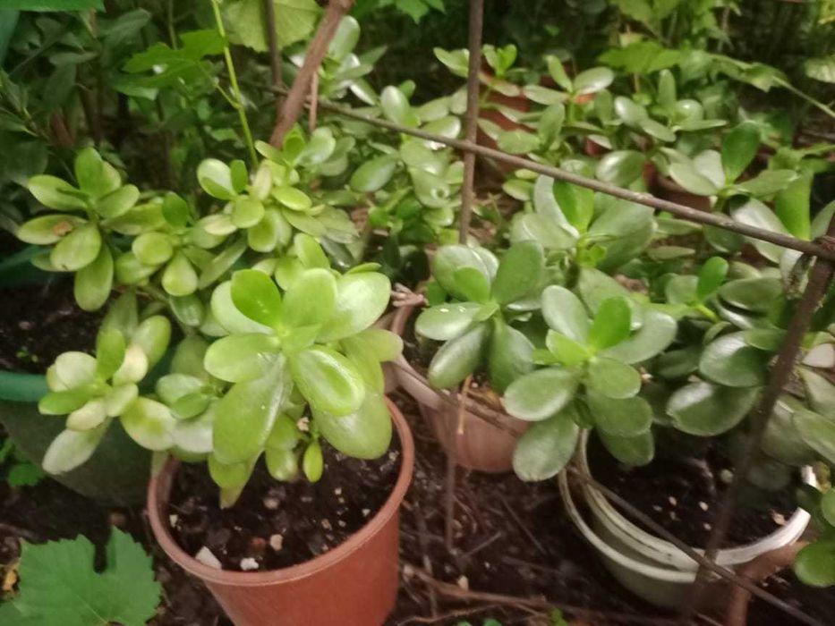 саженцы орехов, Хоста (Функия), папоротники, ландыши, Ирисы, пионы