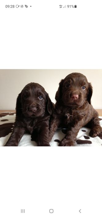 Продаются щенки русского спаниеля