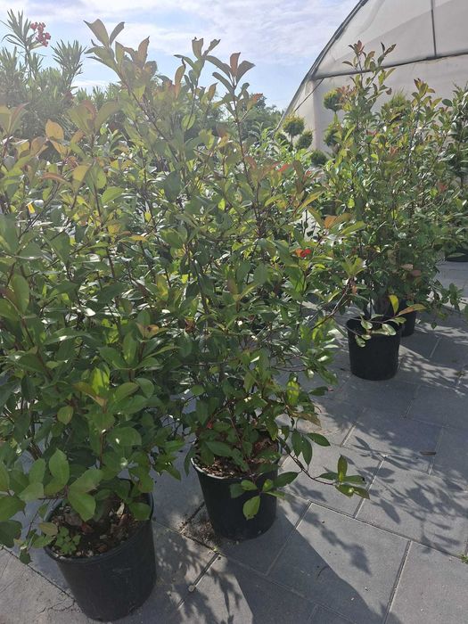 plante si seminte