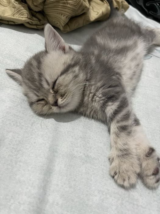 Отдам в хорошие руки