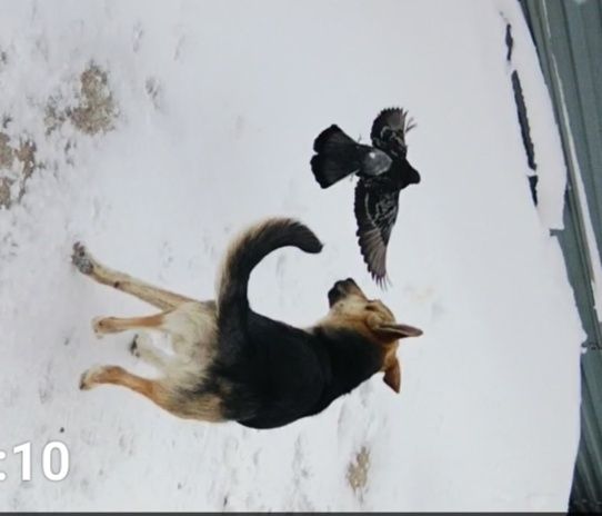 Восточно европейская овчарка кабель