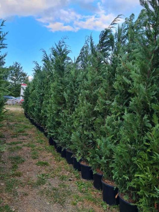 Leylandii Plante Ornamentale