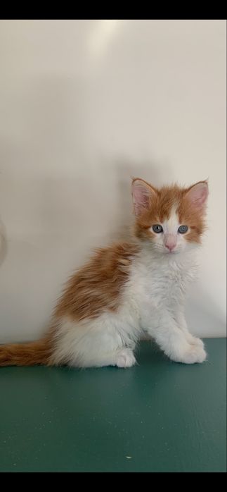 малышки мейнкун (девочки ) с родословными