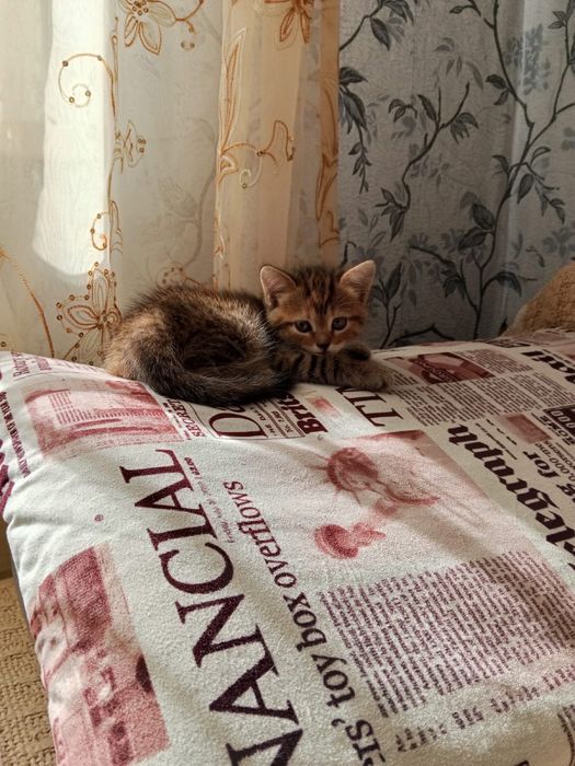 Котята Британцы помесь