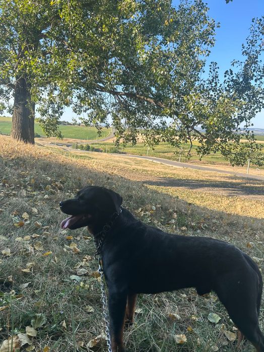 Câine Rottweiler