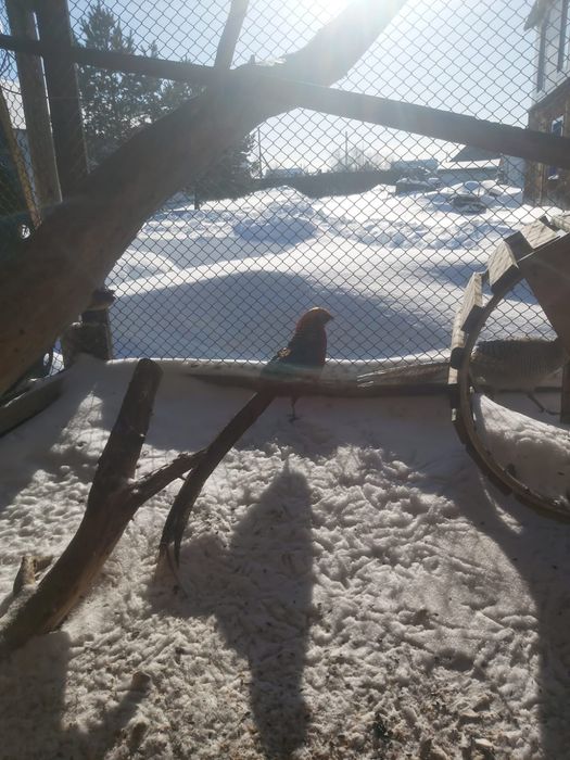 Золотой фазан,недорого