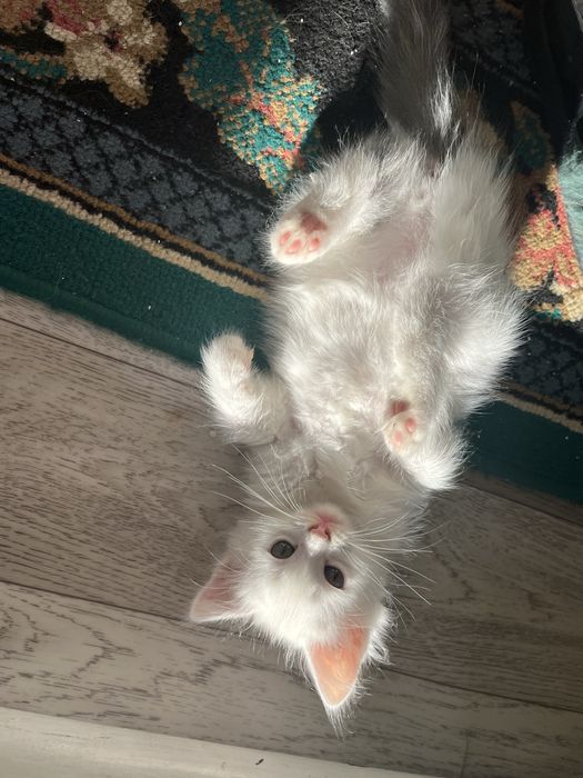 Котята 3мальчика