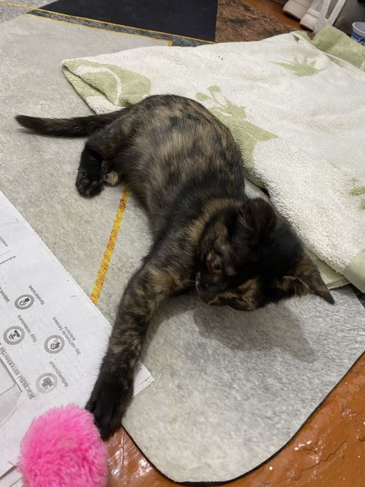 Котенок даром очень милый