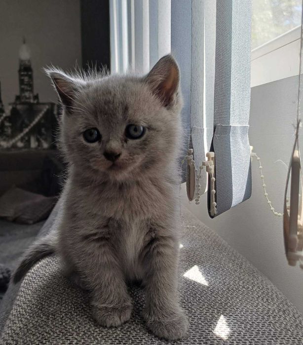 Котенца Британчета