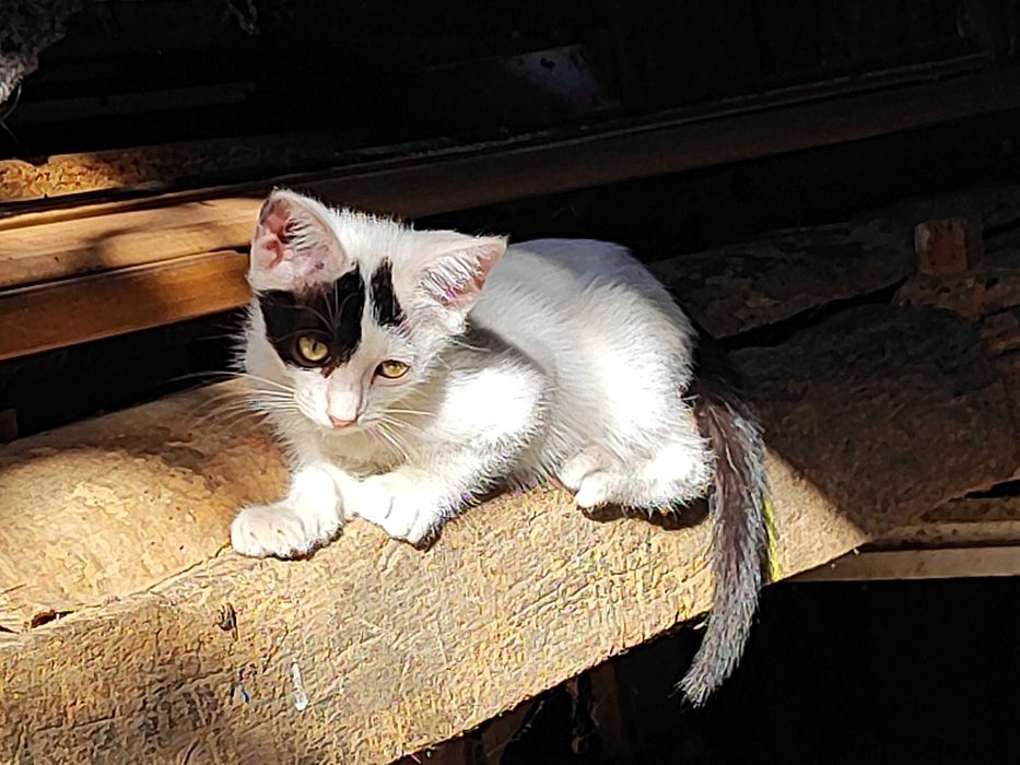 Котенца търсят своя Човек