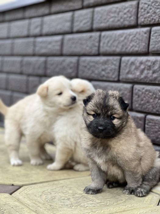 Щенки домашние красивые