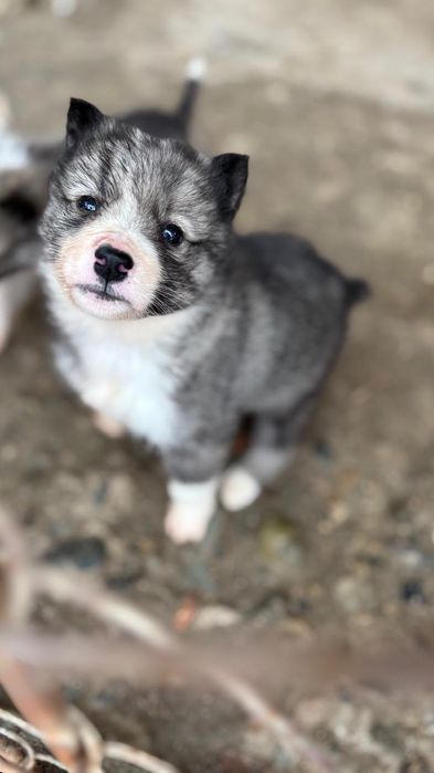 Лайка западно сибирская