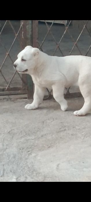 Алабай девочка .