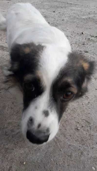 Собачку-девочку отдадим в добрые руки