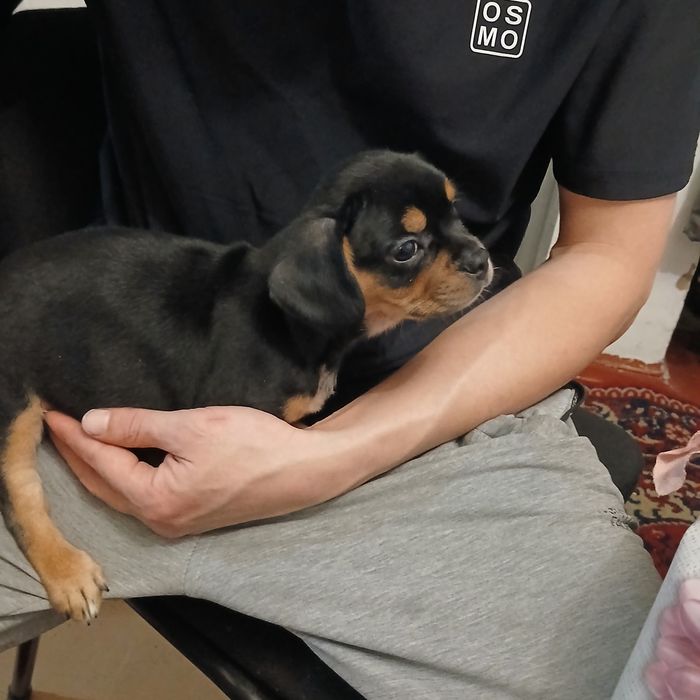 Срочно продам щенка французский бульдог