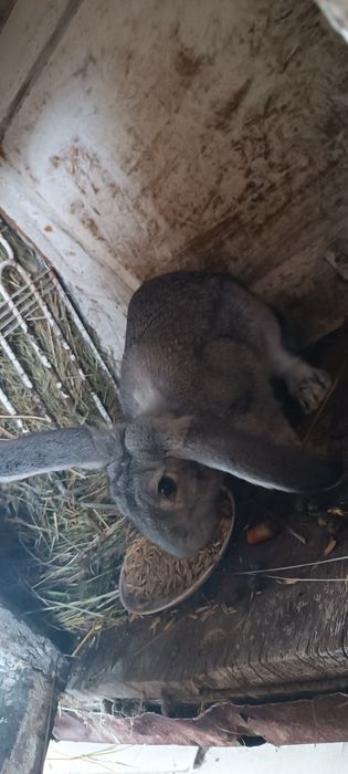 Крол серый великан обмен