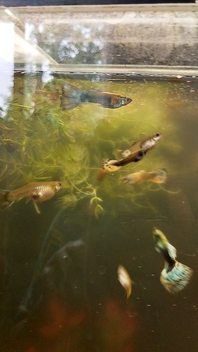 Аквариумные рыбки.