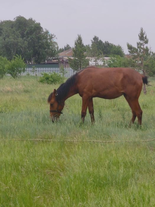 Продам Годовалую кобылку