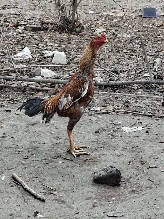 Корейс жужа хуроз