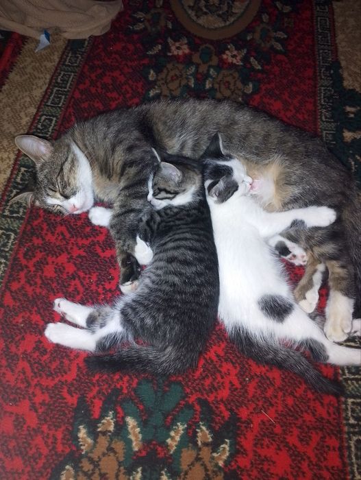 Отдам котят в добрые руки