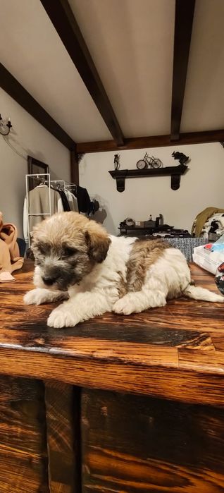 DONEZ Pui catel | Mama - fox terrier