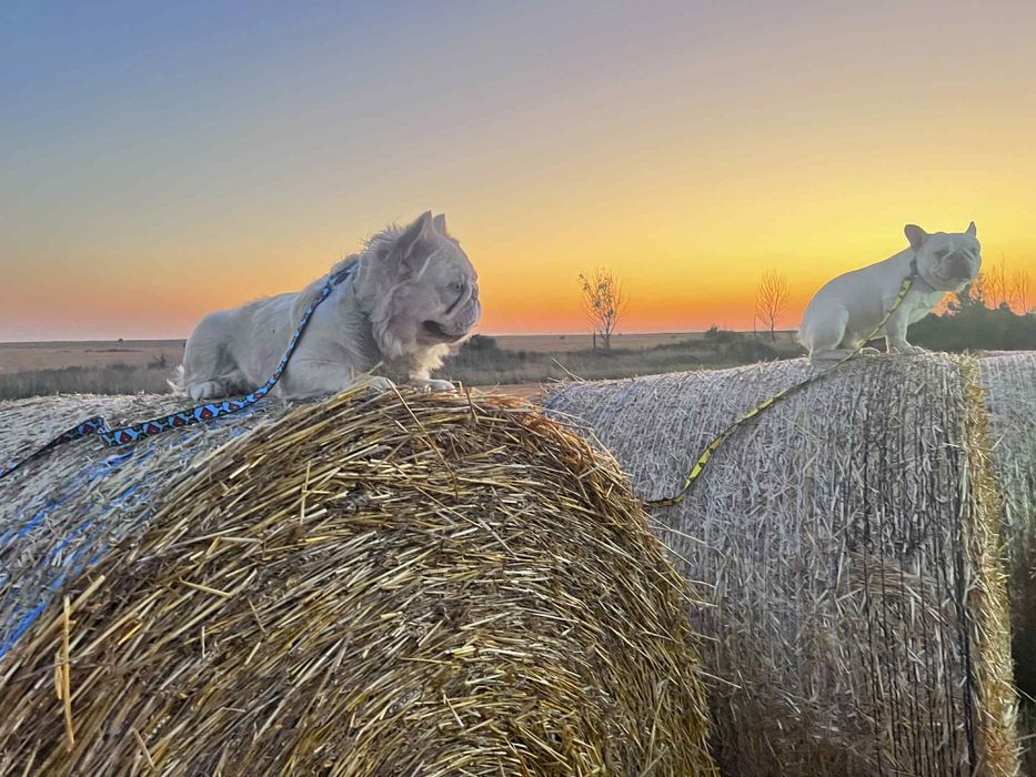 Френски булдог Флуфи