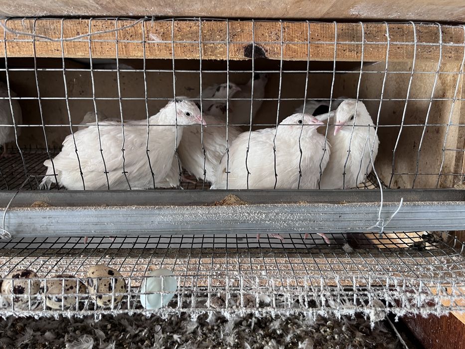 Передаю перепелки з