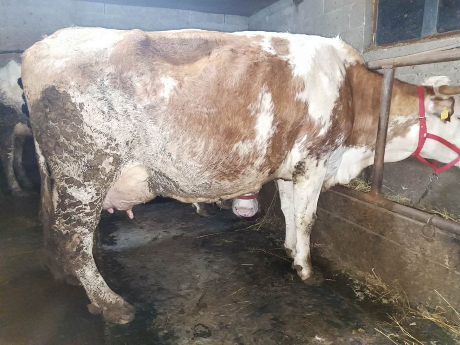 Vaca baltata exemplar deosebit!