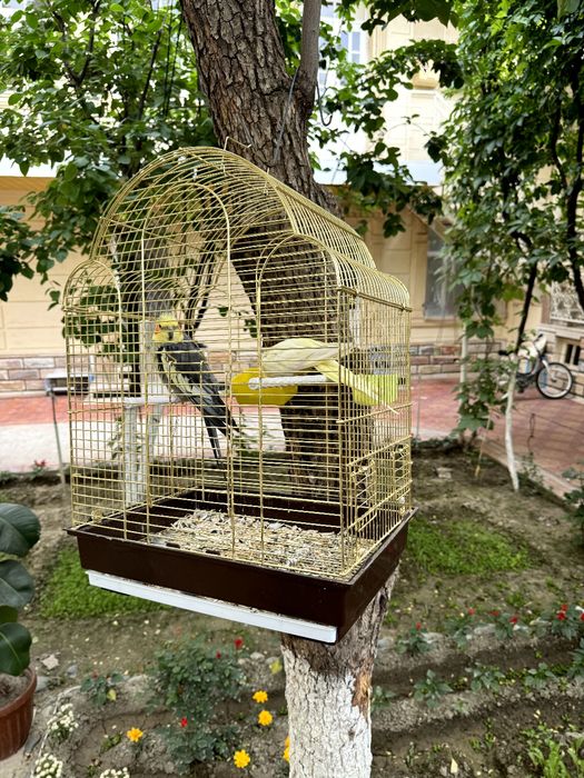 Корелла пара попугай