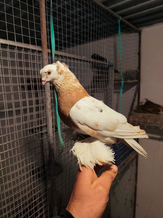 Голуби оба самцы