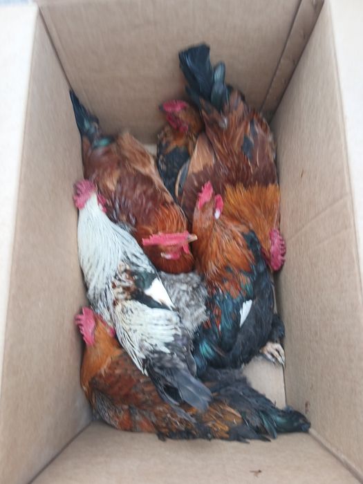 Қораздар сатылады