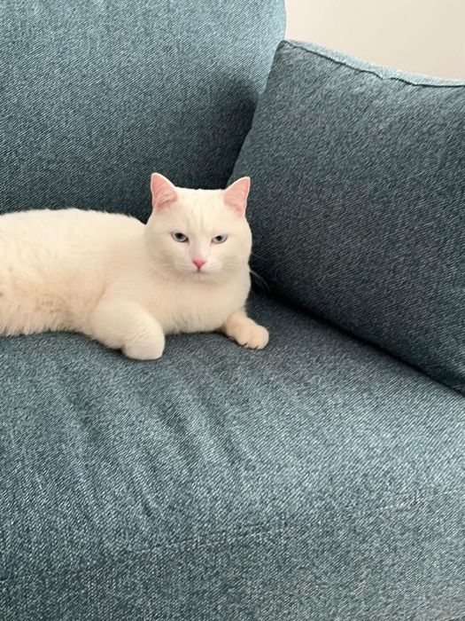 Отдам  даром кота