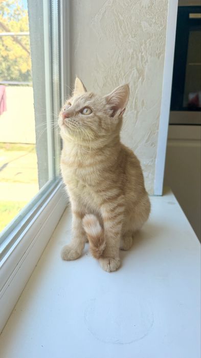 Котенок бесплатно