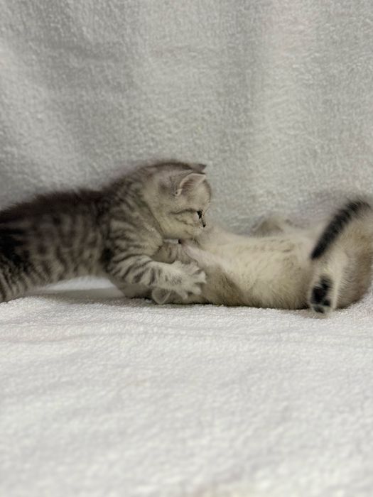 Продается котенок ( девочка)