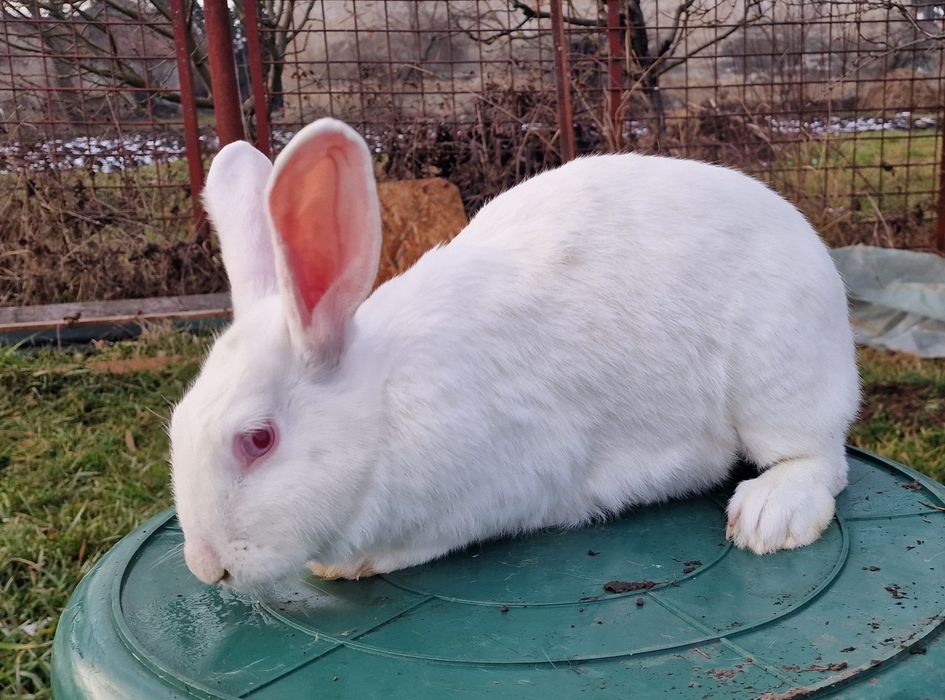 Iepuroaica Panon Alb montata