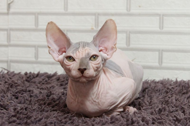 Котята. Канадские сфинксы