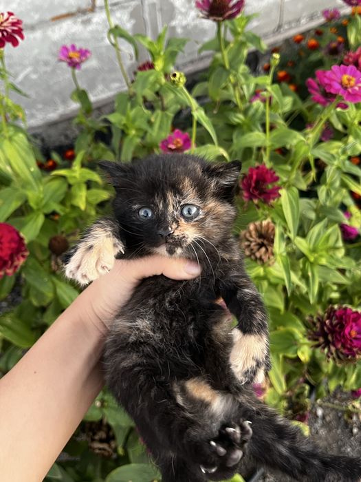 котята за шоколадку