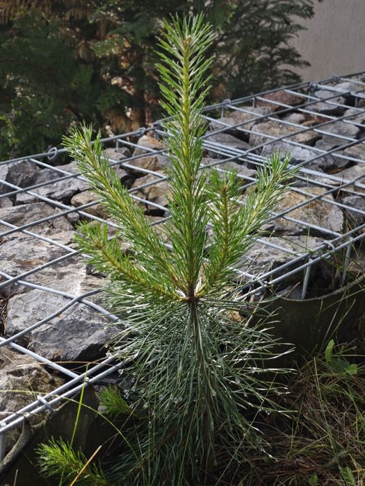 Бял бор за озеленяване